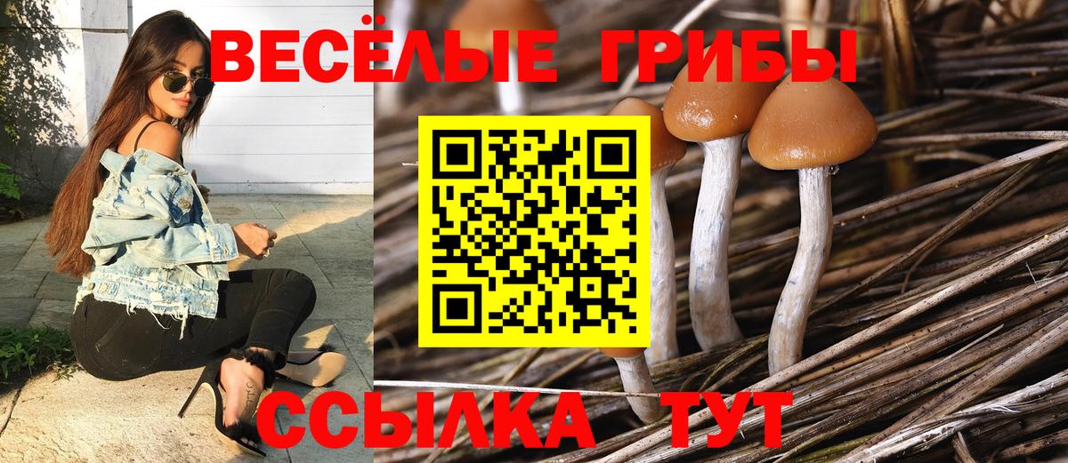 Новочеркасск  Галлюциногенные грибы MAGIC MUSHROOMS  что такое   Вход с VPN 